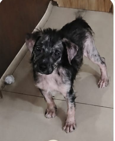 Cão do caso antes do tratamento na Clínica Patinhas, com falhas na pelagem