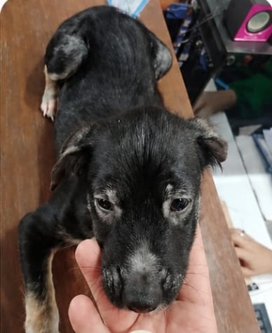 O mesmo cão depois do tratamento na Clínica Patinhas, com pelagem recuperada
